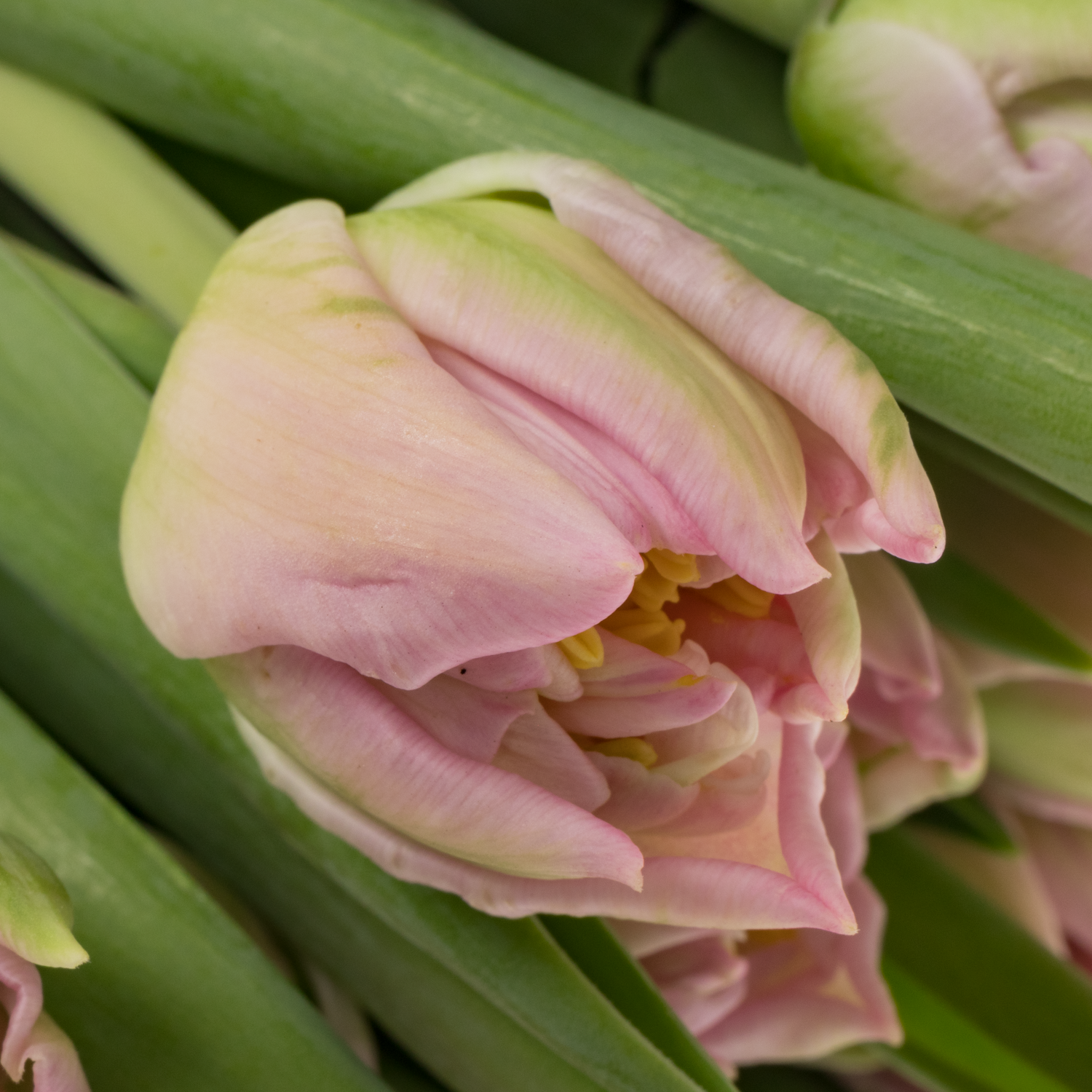 Tulpe rosa doppel Pescara 32 Gramm