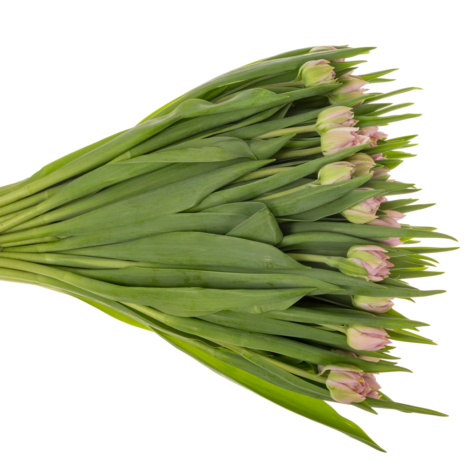 Tulpe rosa doppel Pescara 32 Gramm