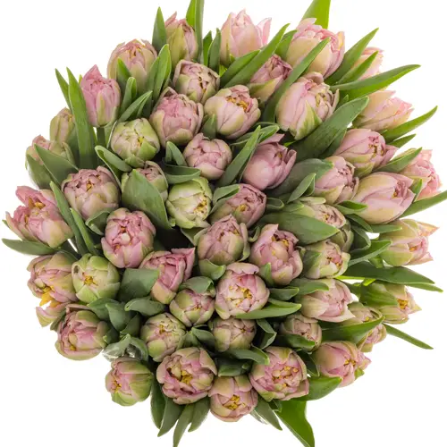 Tulpe rosa doppel Pescara 32 Gramm