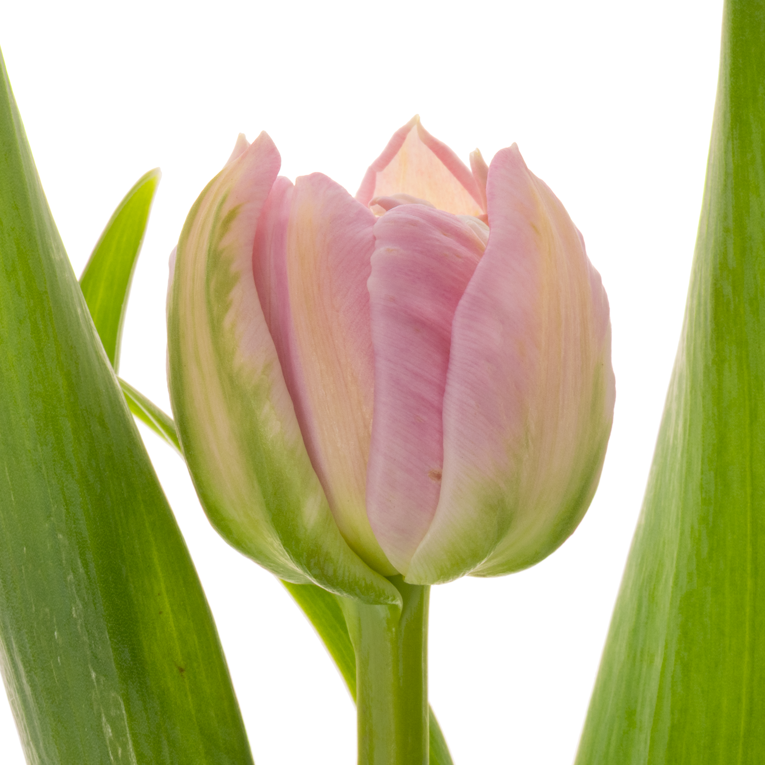 Tulpe rosa doppel Pescara 32 Gramm