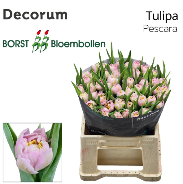 Tulpe rosa doppel Pescara 32 Gramm