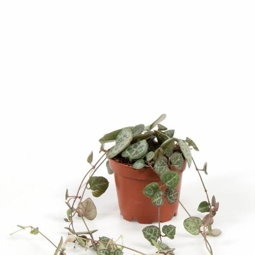 Ceropegia Woodii T6 H6