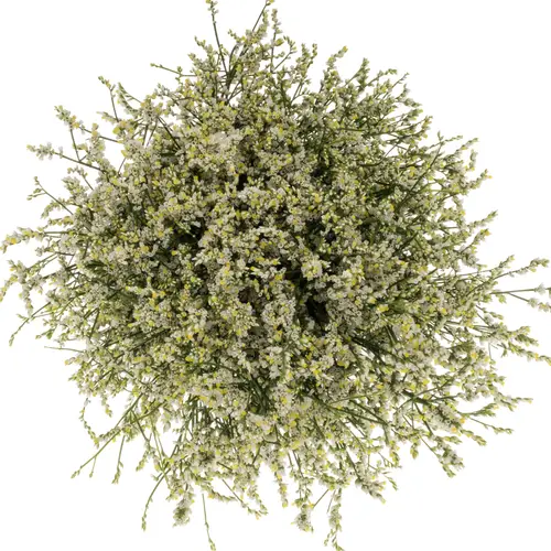 Limonium creme Mountain Diamond 32 Gramm 70cm