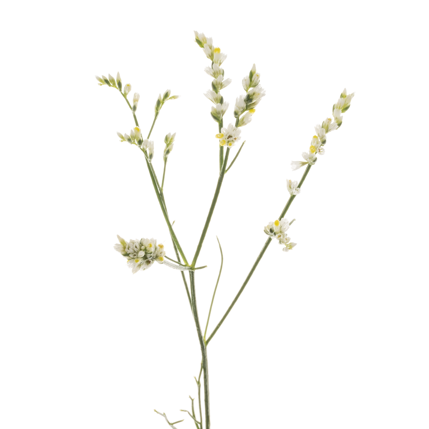 Limonium creme Mountain Diamond 32 Gramm 70cm
