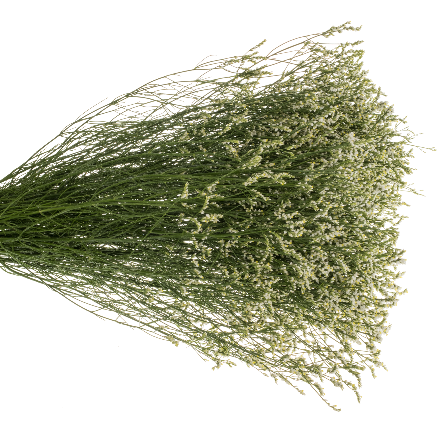Limonium creme Mountain Diamond 32 Gramm 70cm