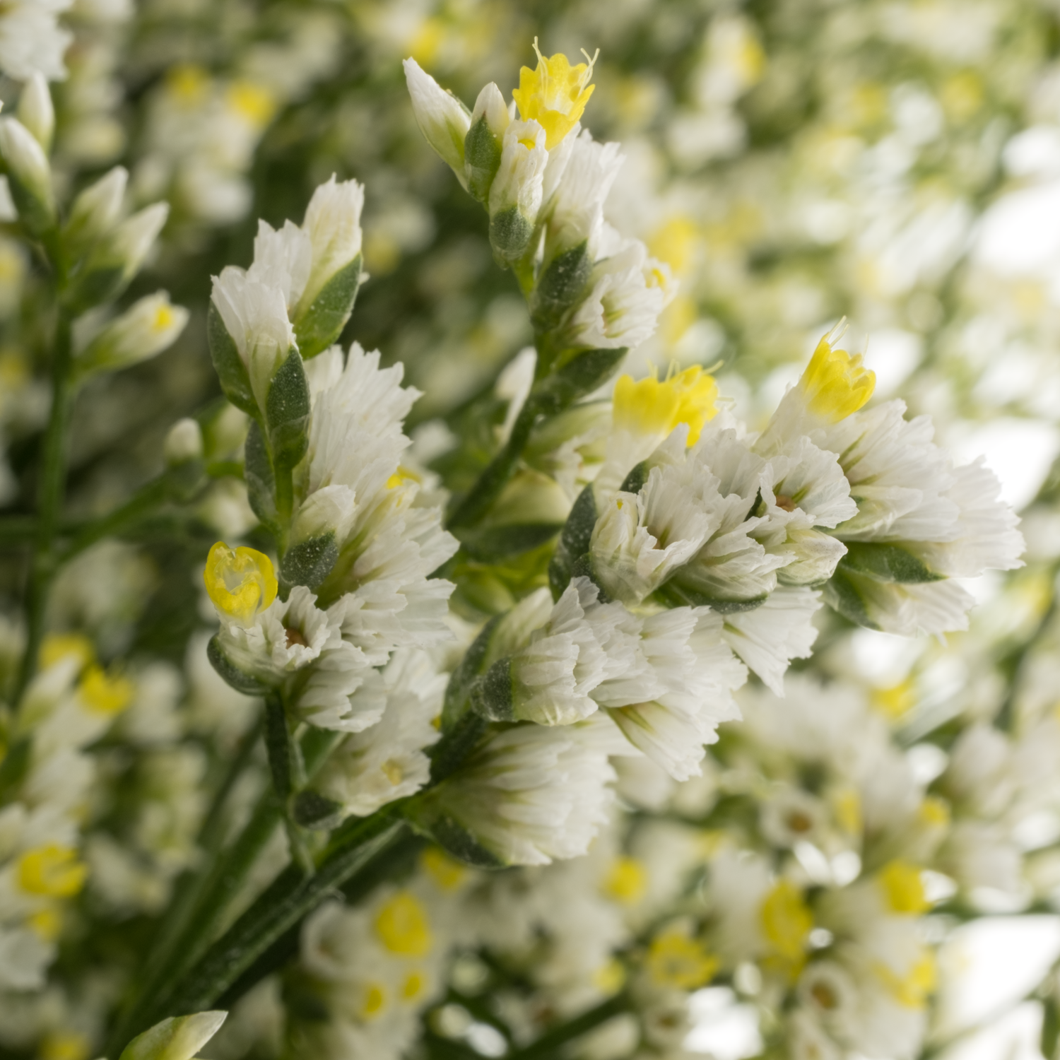 Limonium creme Mountain Diamond 32 Gramm 70cm