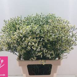 Limonium weiss Mountain Diamond 65cm