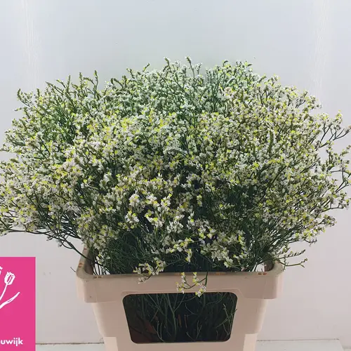 Limonium weiss Mountain Diamond 65cm