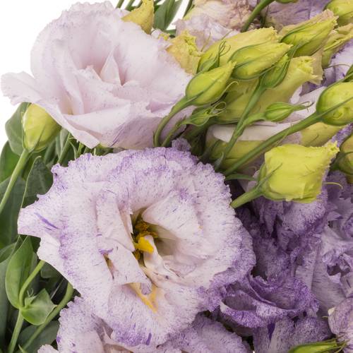 Lisianthus milka Stracciatella Bigsun 5+Bl.7