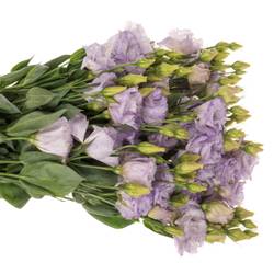Lisianthus milka Stracciatella Bigsun 5+Bl.7