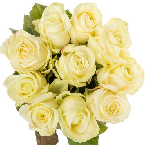 Rose creme/weiss Avalanche Premium (Bernhard) 60cm