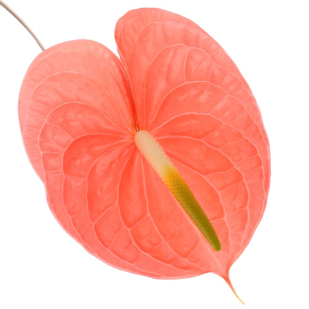 Anthurium rosa Royal Blüte 13cm