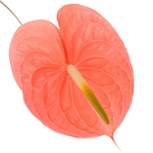 Anthurium rosa Royal Blüte 13cm