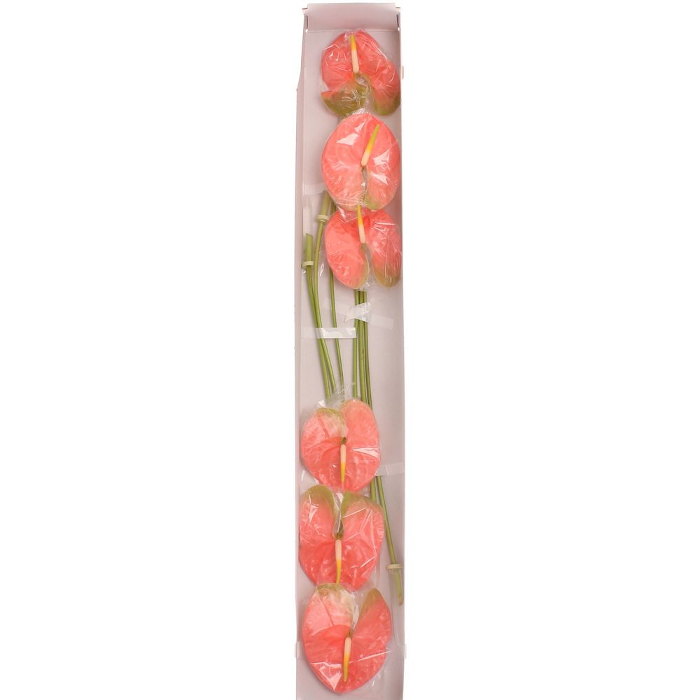 Anthurium rosa Royal Blüte 13cm