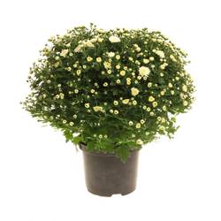 Chrys.Kugel weiss 40cm T19 H40