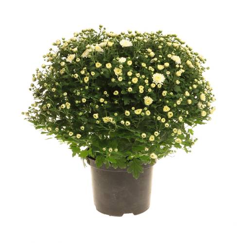 Chrys.Kugel weiss 40cm T19 H40