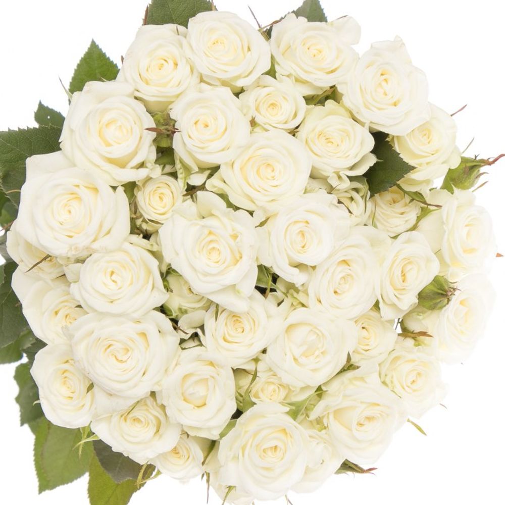 Rose verzweigt weiss Wedding Party 3+Blüte 50cm