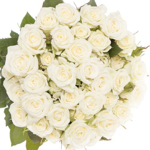 Rose verzweigt weiss Wedding Party 3+Blüte 50cm