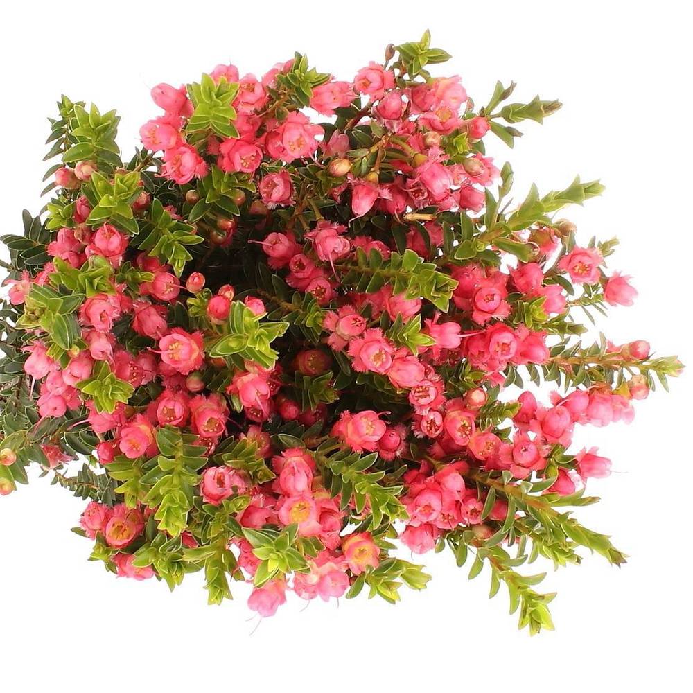 Wachsflower lachs Rey 60 Gramm 70cm