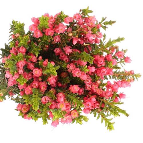 Wachsflower lachs Rey 60 Gramm 70cm