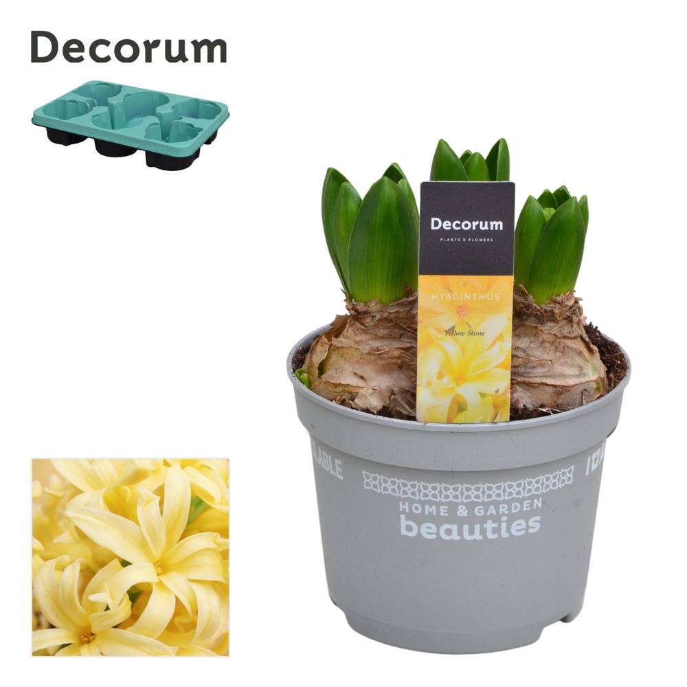 Hyazinthe 3er gelb Yellow Stone T12 H015