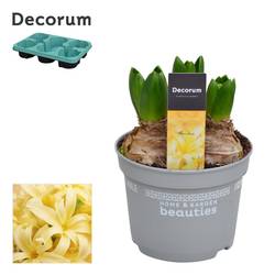 Hyazinthe 3er gelb Yellow Stone T12 H015