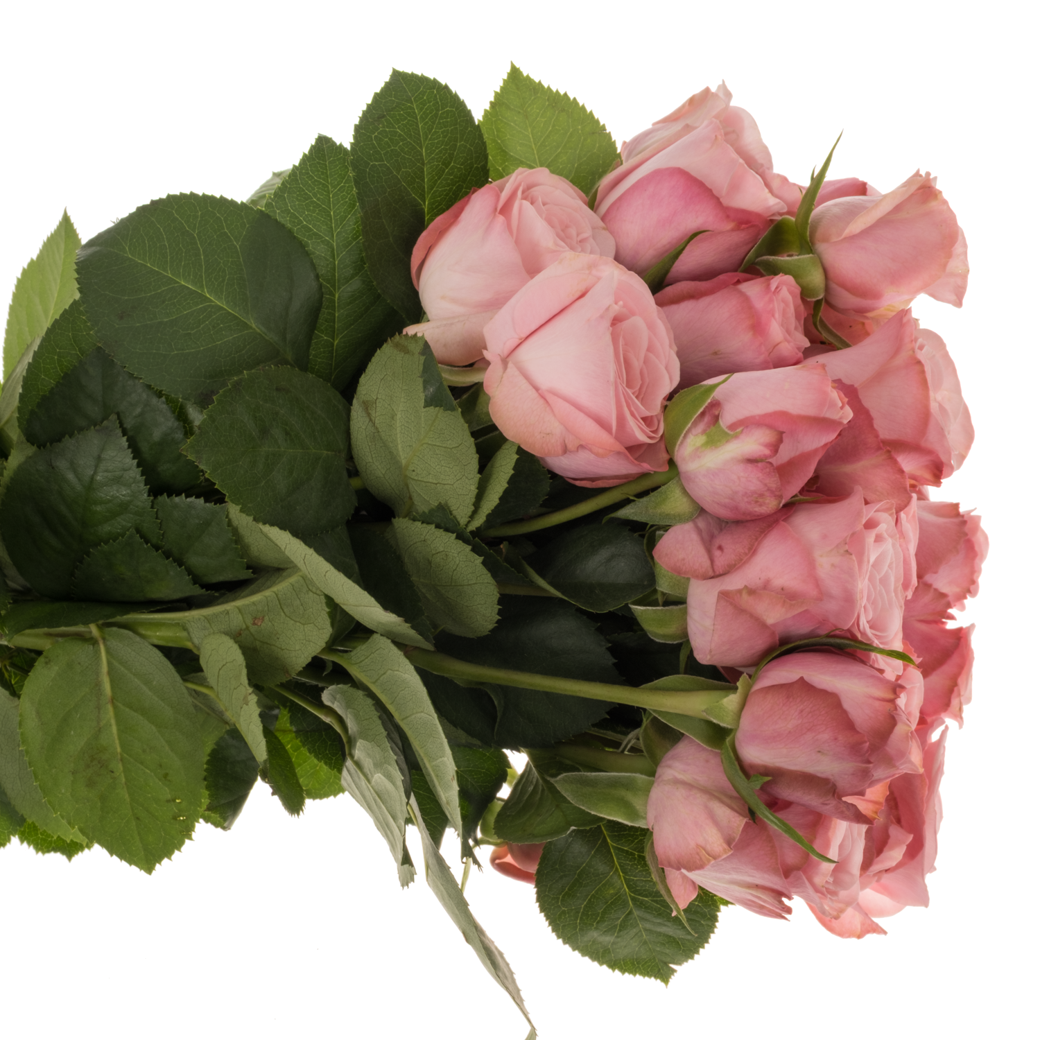 Rose verzweigt rosa Birds Nest 4+Blüte 40cm