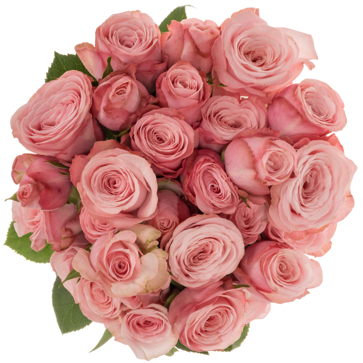 Rose verzweigt rosa Birds Nest 4+Blüte 40cm