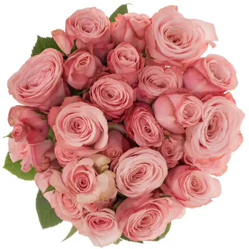 Rose verzweigt rosa Birds Nest 4+Blüte 40cm