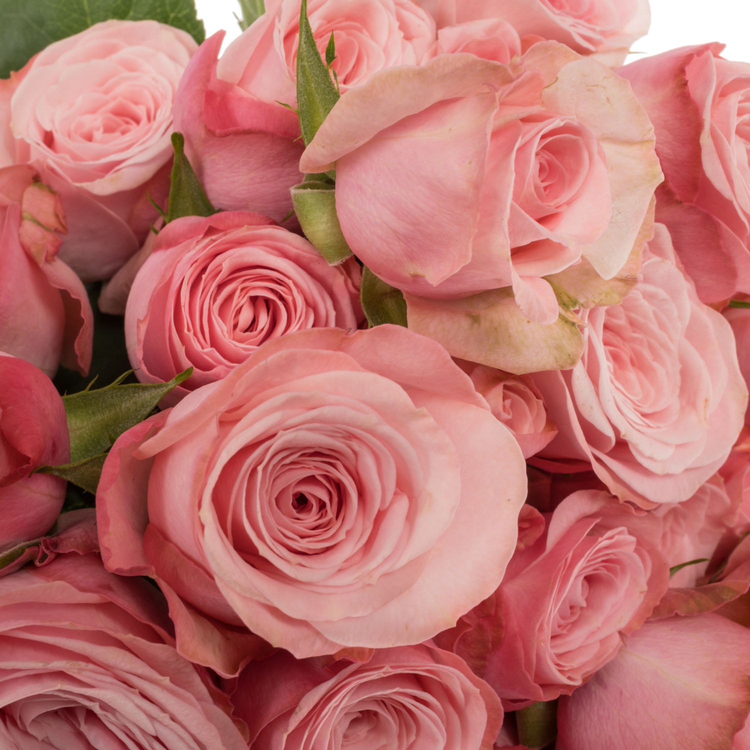 Rose verzweigt rosa Birds Nest 4+Blüte 40cm