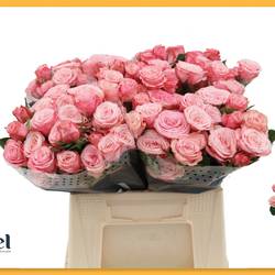 Rose verzweigt rosa Birds Nest 4+Blüte 40cm