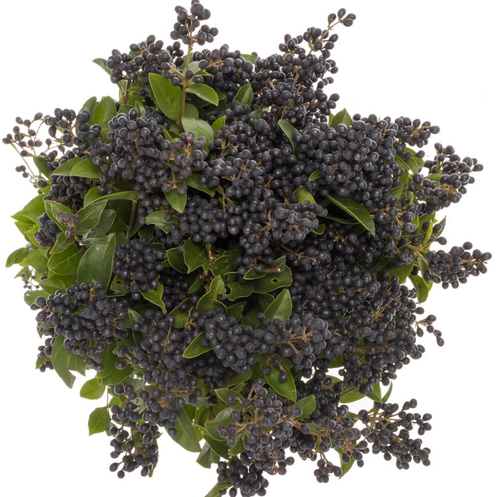 Liguster schwarz Libelle 80cm