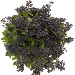 Liguster schwarz Libelle 80cm