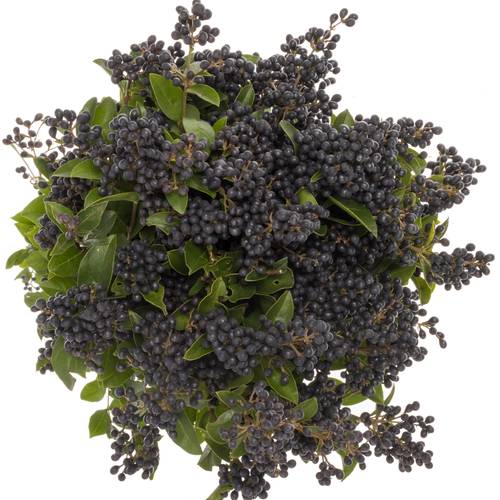 Liguster schwarz Libelle 80cm