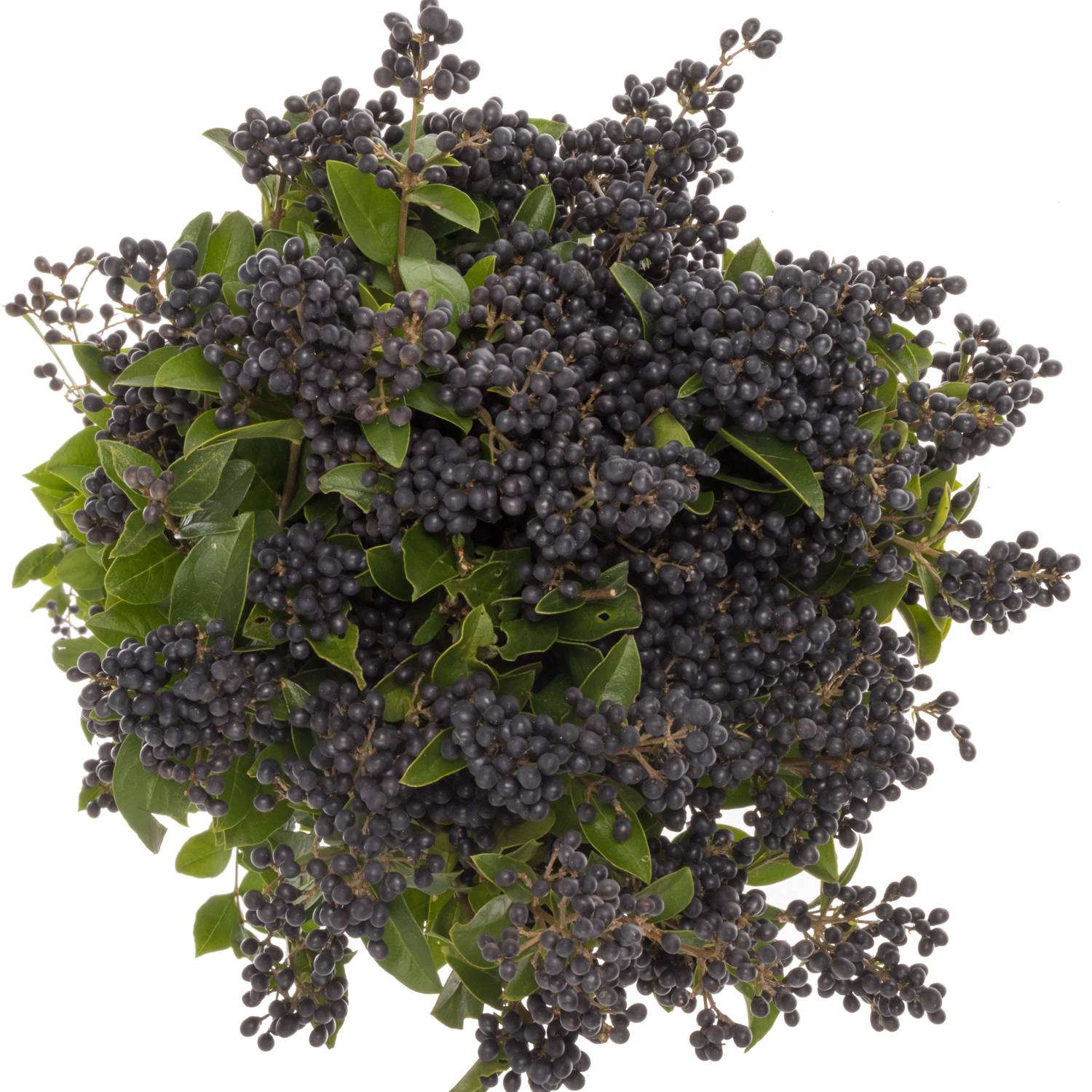 Liguster schwarz Libelle 80cm (Beeren am Stiel) | Heyl - Blumengrohandel /  Floristikgrohandel