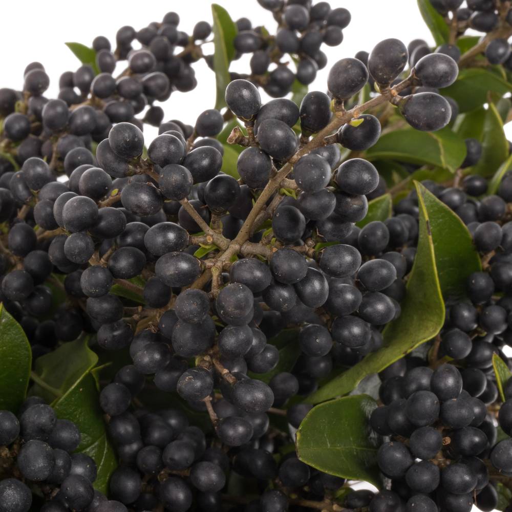 Liguster schwarz Libelle 80cm