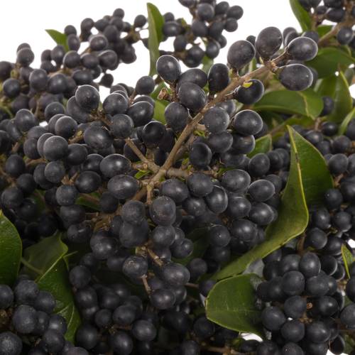 Liguster schwarz Libelle 80cm