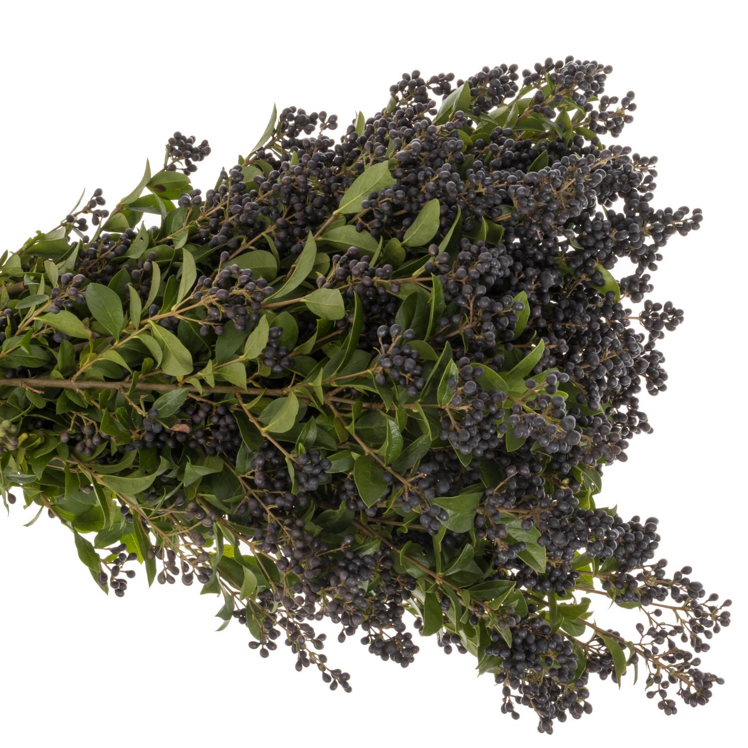 Liguster schwarz Libelle 80cm (Beeren am Stiel) | Heyl - Blumengrohandel /  Floristikgrohandel