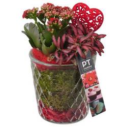 Kal.Arr PTVMG4954 T12 H024