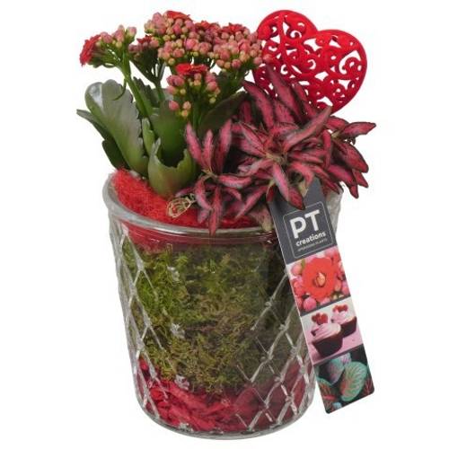 Kal.Arr PTVMG4954 T12 H024