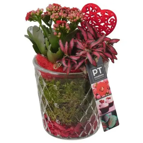 Kal.Arr PTVMG4954 T12 H024