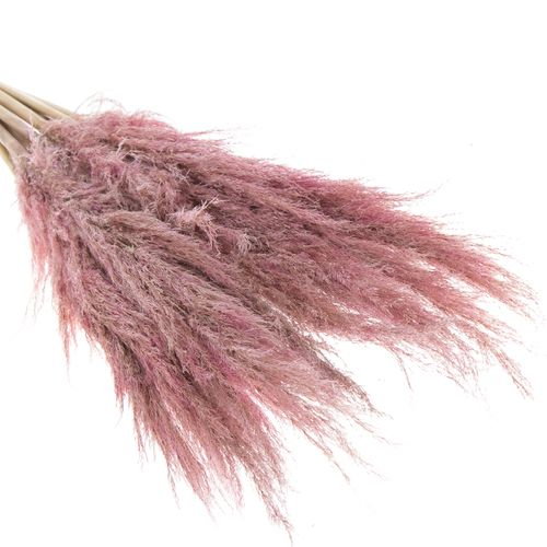 Pampas rosa gefärbt 65cm