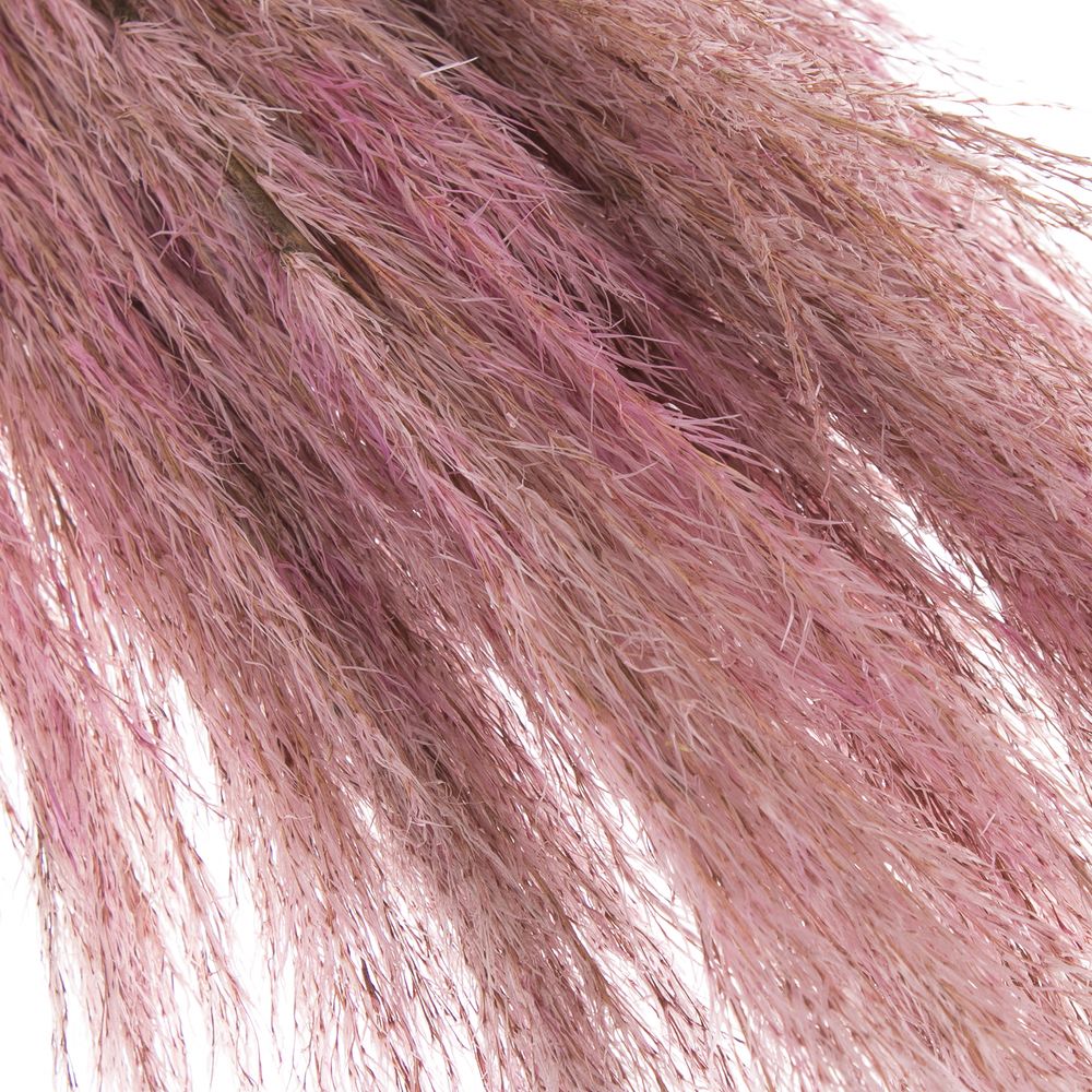 Pampas rosa gefärbt 65cm