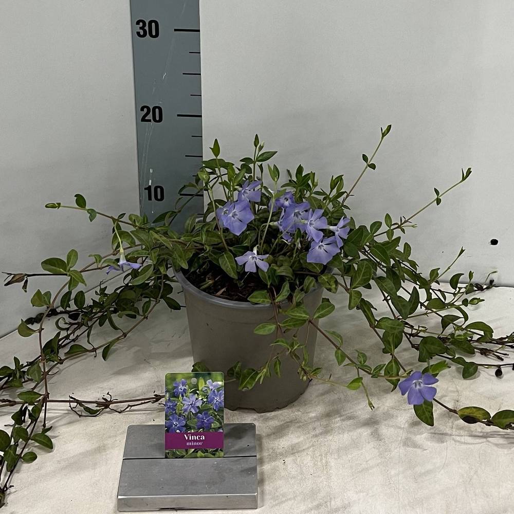 Vinca minor T15 H40