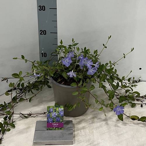 Vinca minor T15 H40