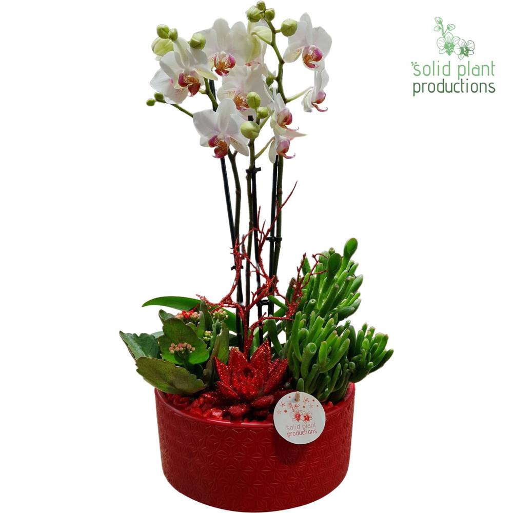 Phal.Arr PE004 Re Weihnachten T22 H045
