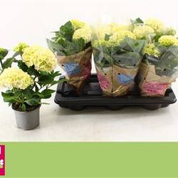 Hortensie weiss 4+ Schnapch. von Uhr T13 H035
