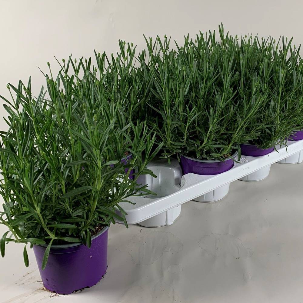 Lavendel Angustifolia Essence T13 H030