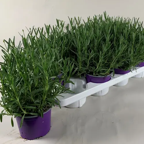Lavendel Angustifolia Essence T13 H030