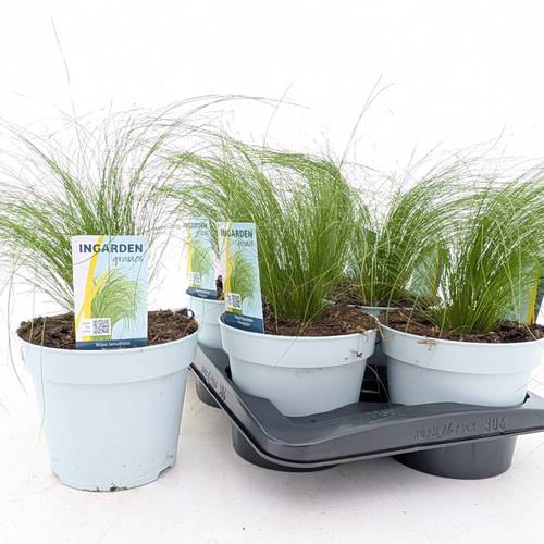 Stipa Ten Ponytails T17 H60